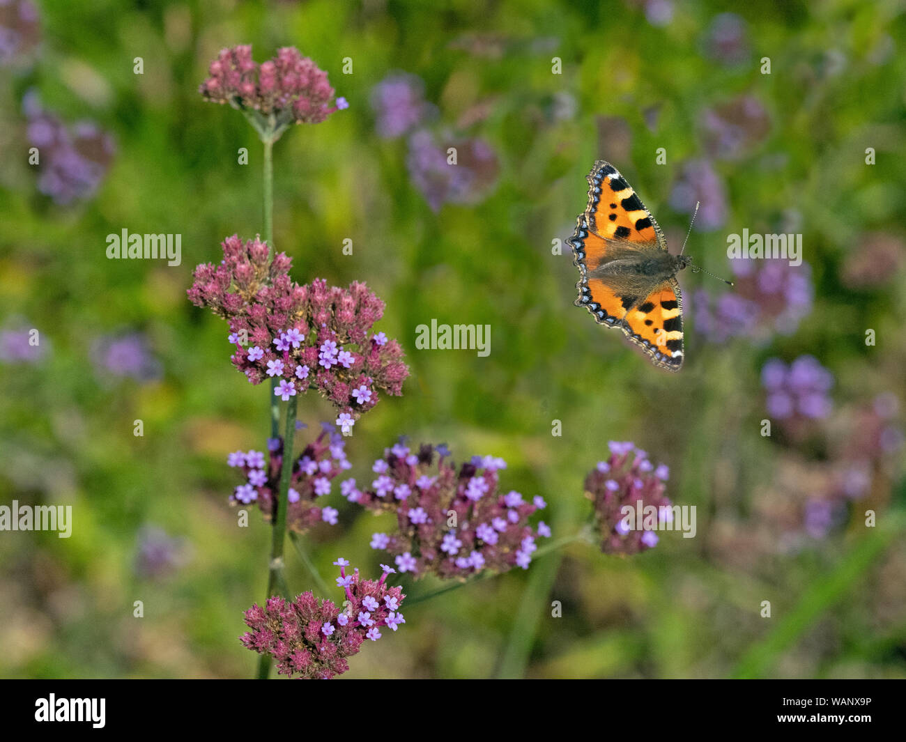 Piccola Tartaruga farfalla in volo su alimentazione verbena fiori nel giardino Norfolk Foto Stock