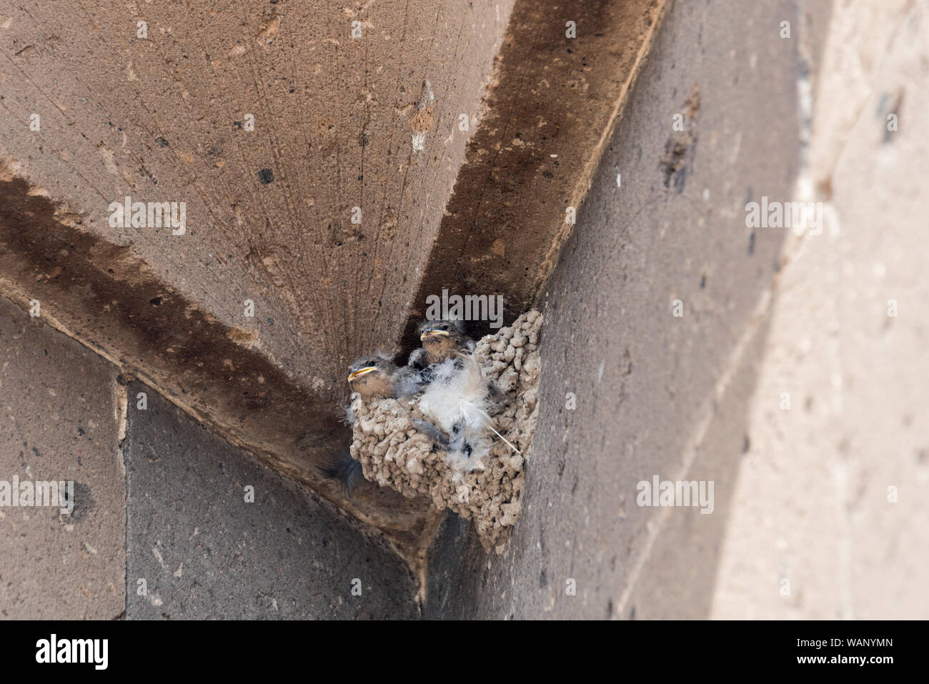 Comune (Swift Apus apus) pulcini nel proprio nido Foto Stock