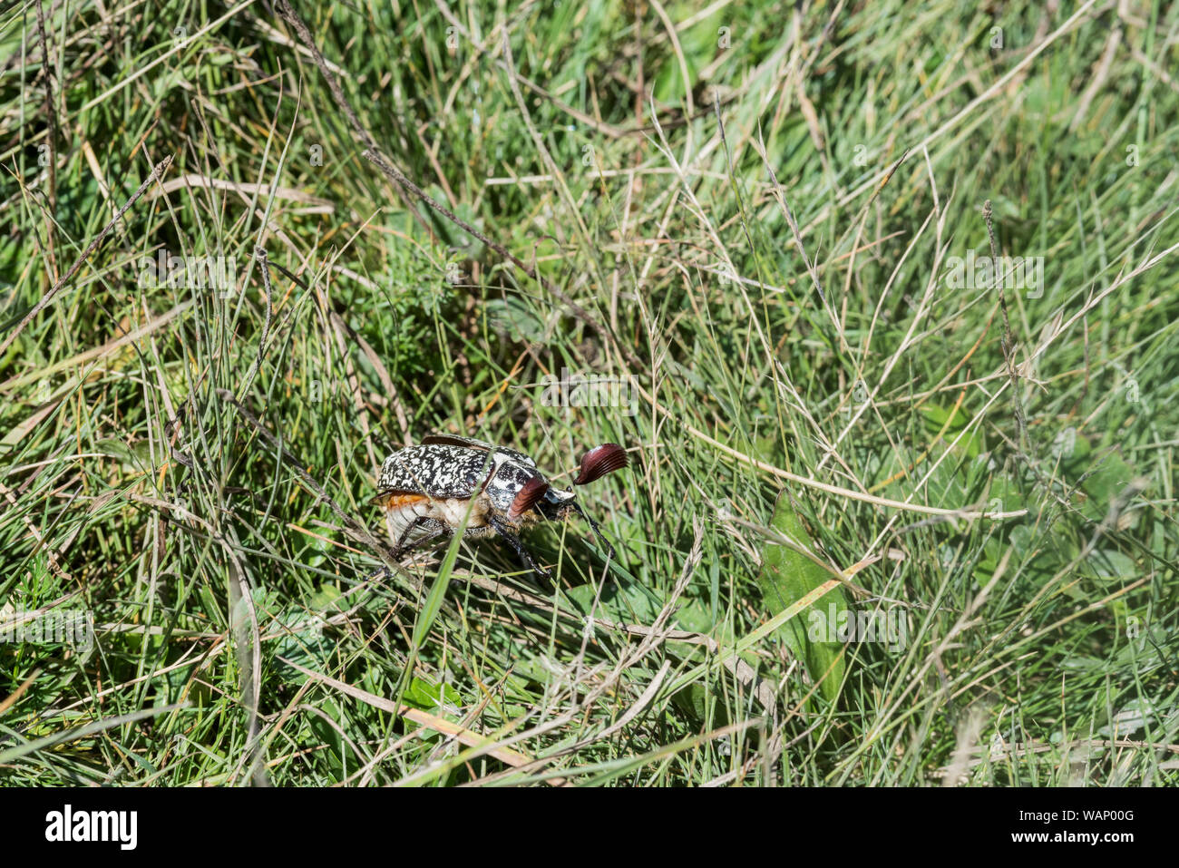 Pino (Chafer Polyphylla fullo) Foto Stock