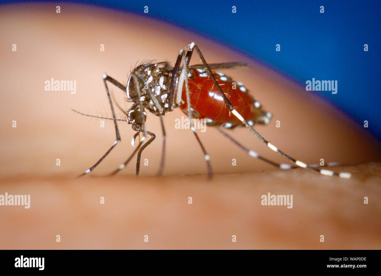 2003 - Un Aedes albopictus zanzara femmina si nutre di un essere umano Farina di sangue. Foto Stock