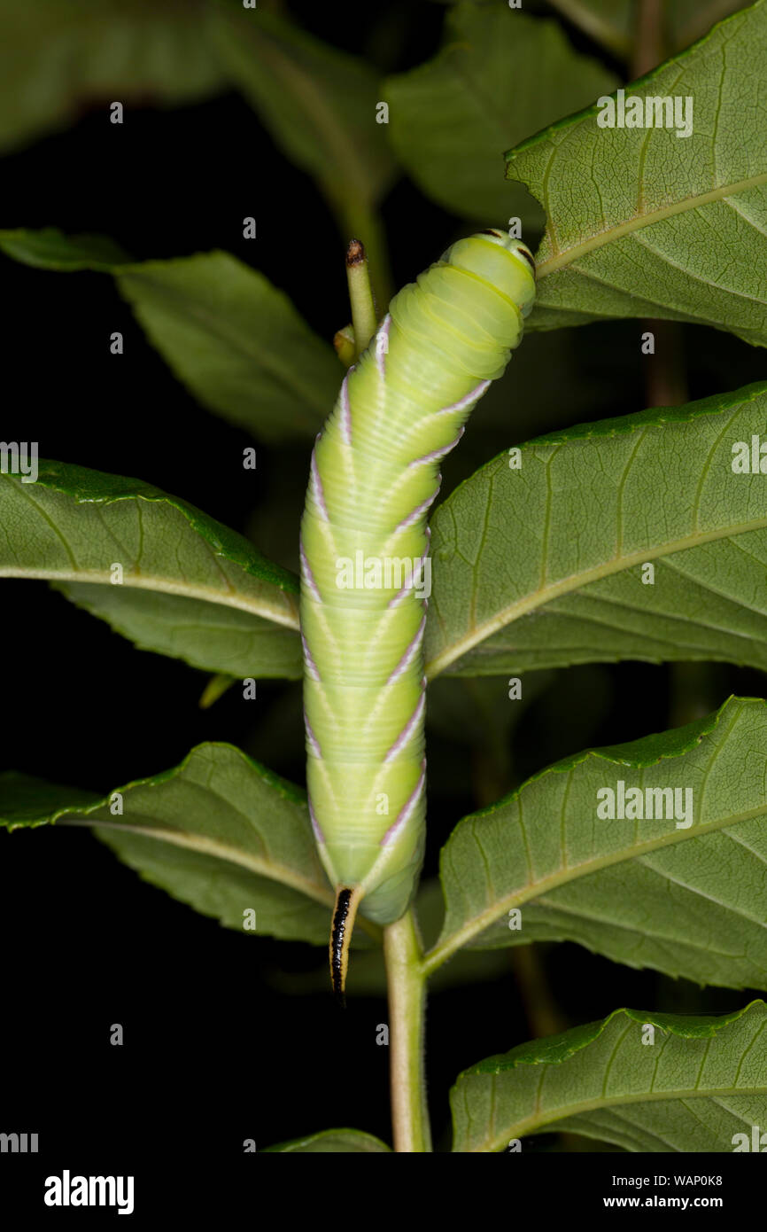 Un Ligustro Hawk-moth caterpillar, Sphinx ligustri, fotografato di notte. Questo esempio è stato riscontrato l'alimentazione di notte sulle foglie di cenere, Fraxinus excelsior, clo Foto Stock