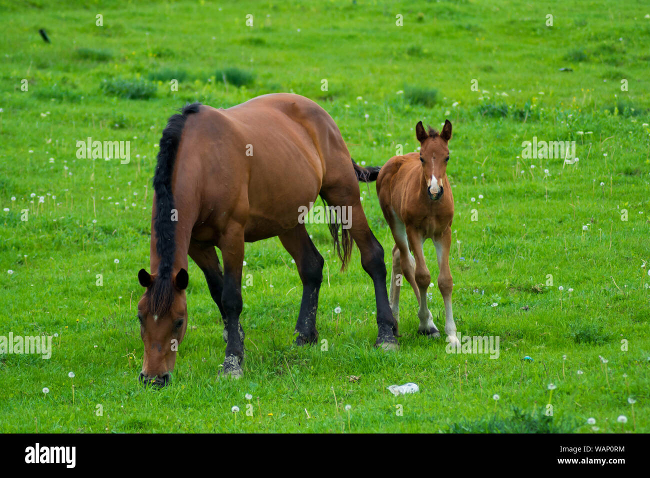 Baby cavallo e sua madre, amore madre figlio. Il grazioso baby pony giri con fiducia alla sua mamma. Cavalli amare per sempre. Foto Stock