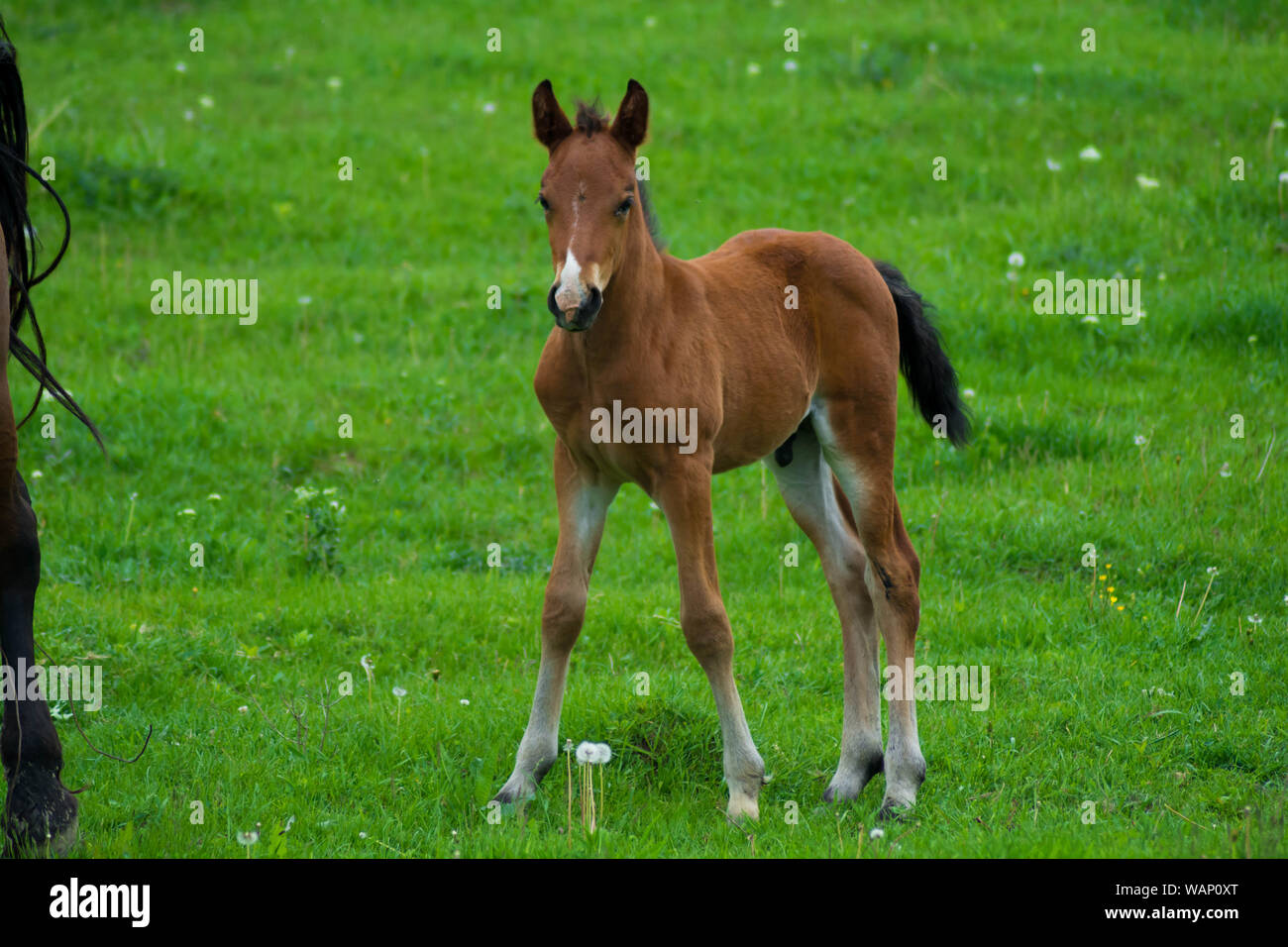 Cavallino con il naso bianco nel prato. Nuovo concetto di generazione. Foto Stock