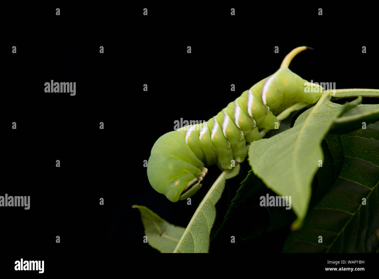 Un singolo ligustro Hawk-moth caterpillar, Sphinx ligustri, fotografato in un studio in appoggio su foglie di cenere. Questo esempio è stato riscontrato l'alimentazione di notte su ASH Foto Stock