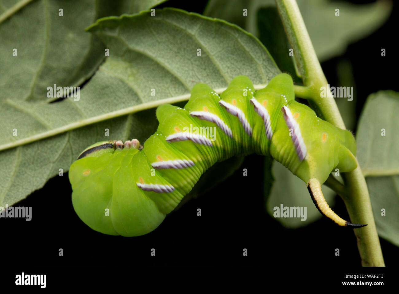 Un singolo ligustro Hawk-moth caterpillar, Sphinx ligustri, fotografato in un studio in appoggio su foglie di cenere. Questo esempio è stato riscontrato l'alimentazione di notte su ASH Foto Stock