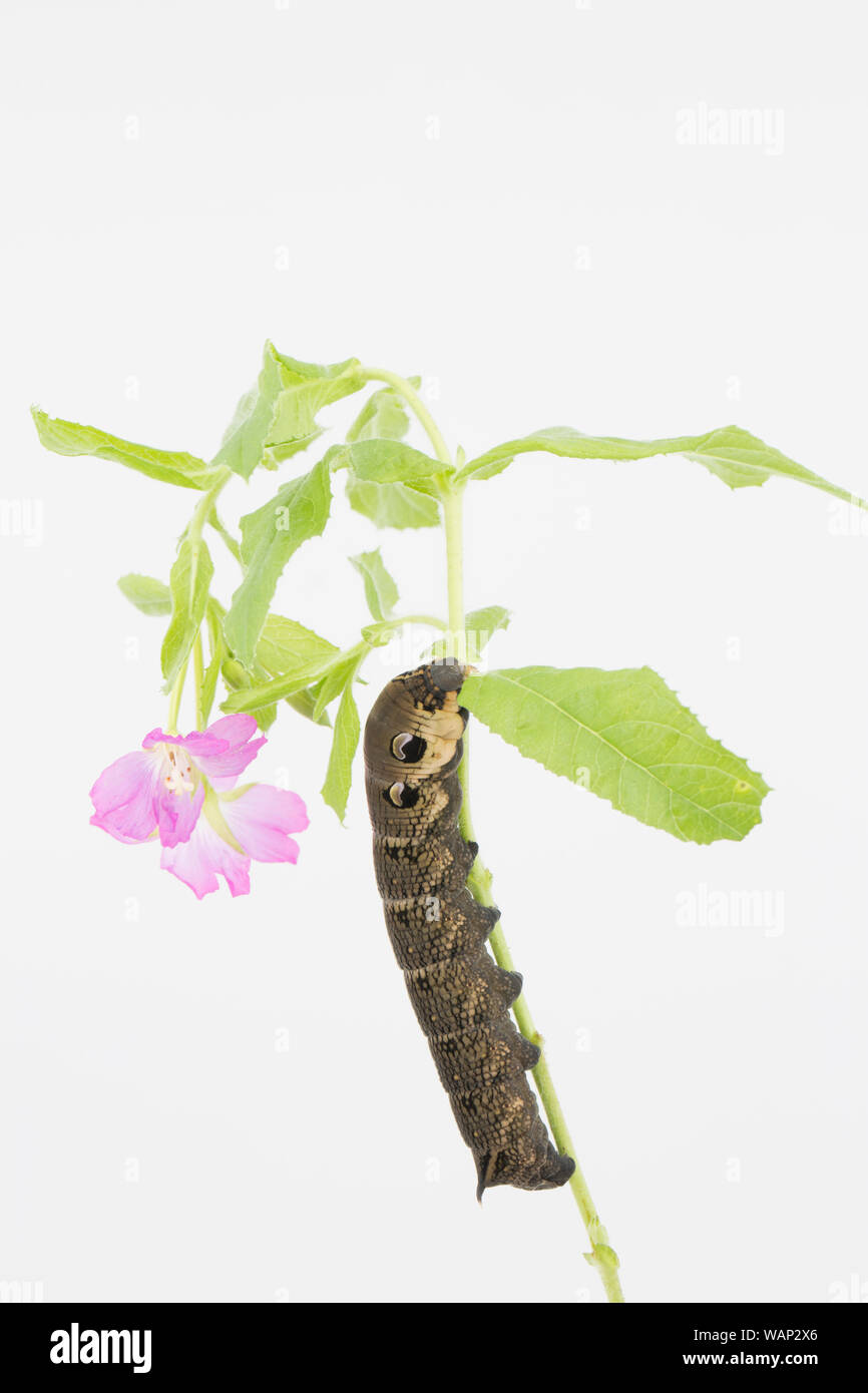 Un elefante Hawk-moth caterpillar, Deilephila elpenor, fotografato in un studio in appoggio sulla sua foodplant, grande Willowherb, Epilobium hirsutum, bianco Foto Stock