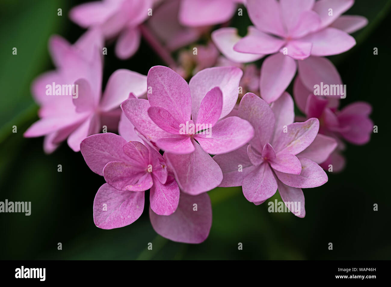 Petali di rosa di una pianta di ortensie Foto Stock