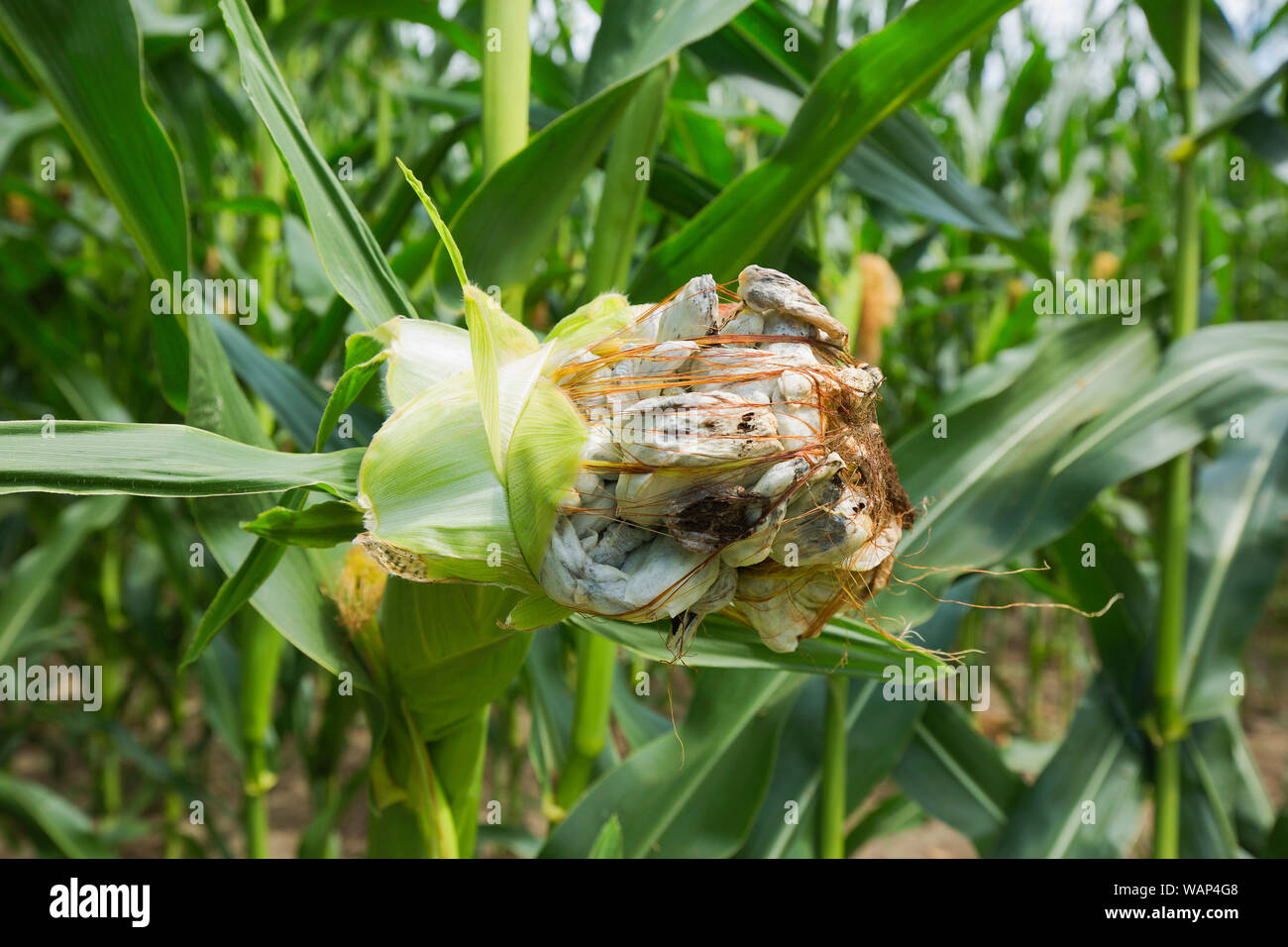 Il mais granello di fuliggine è una pianta malattia causata dal fungo patogeno Ustilago maydis che provoca granello di fuliggine sul granturco e teosinte. Il fungo è commestibile Foto Stock