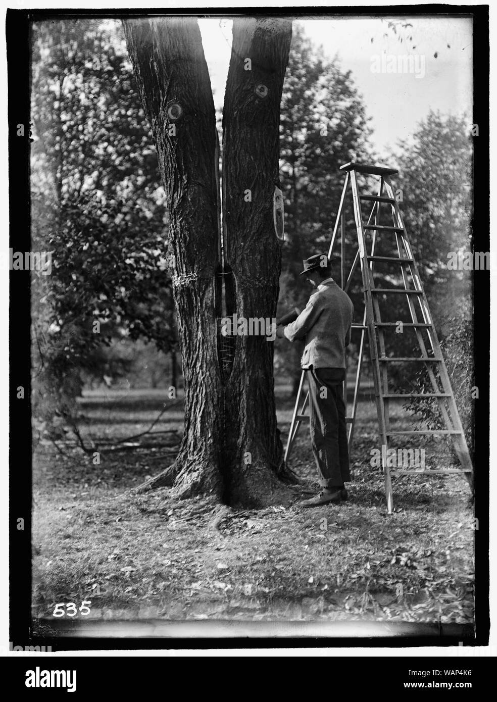 Distretto di Columbia parchi. La chirurgia ad albero Foto Stock