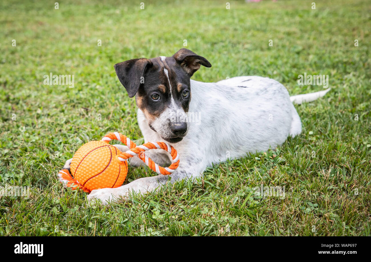 Una razza mista cucciolo svolge in erba. Foto Stock