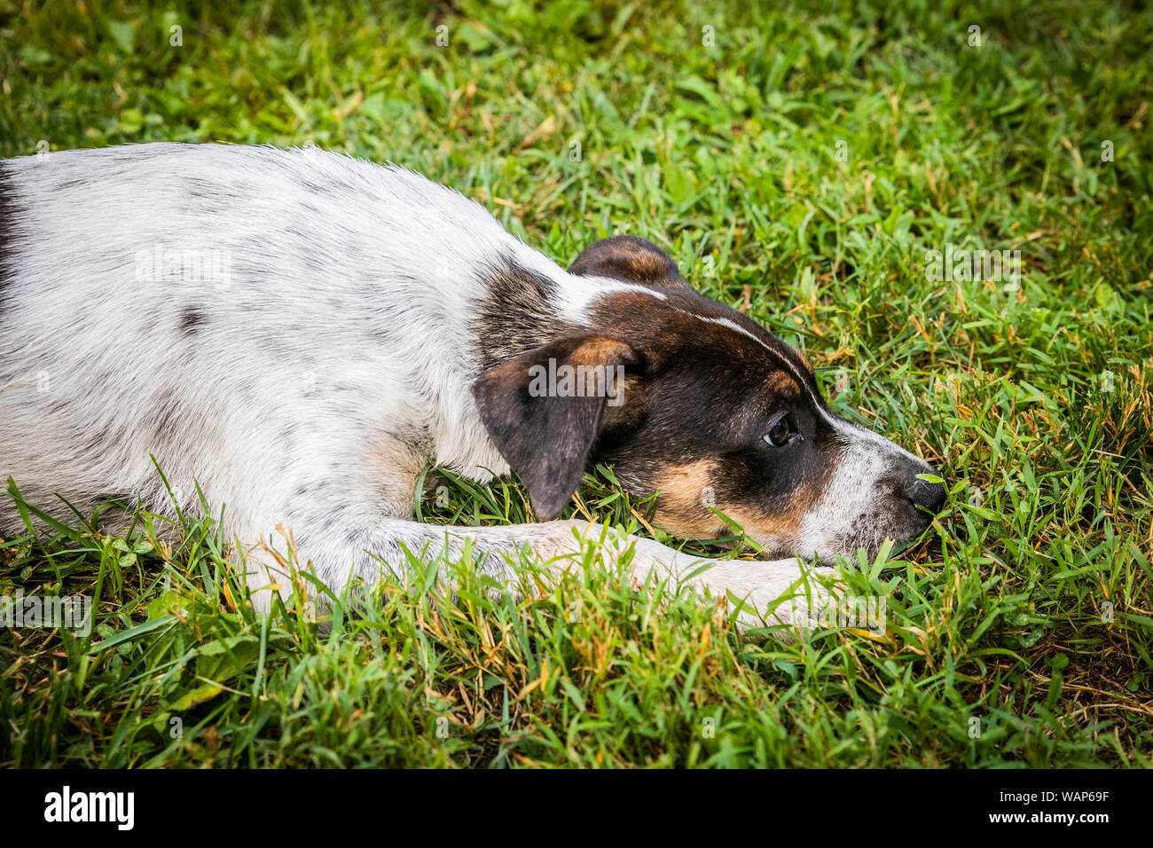 Una razza mista cucciolo svolge in erba. Foto Stock