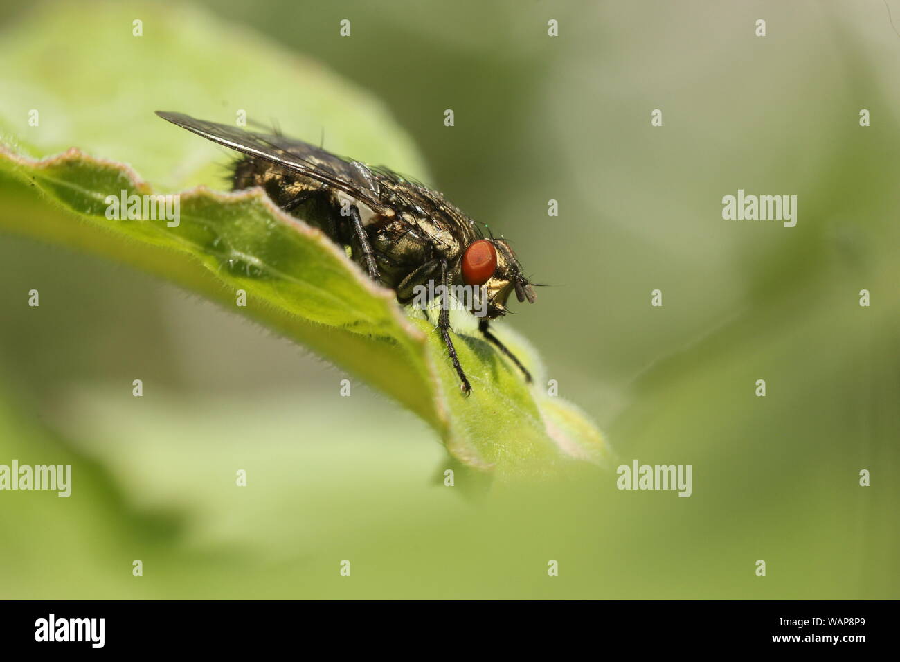 Volare in appoggio sulla lamina in giardino Foto Stock