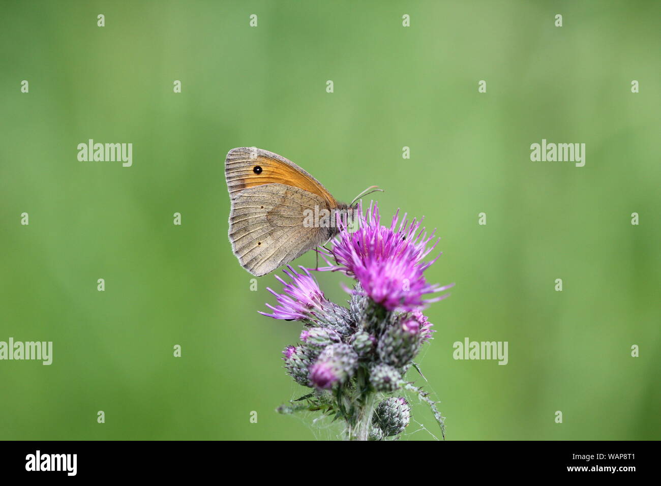 Prato marrone a crogiolarvi al sole su Thistle Foto Stock