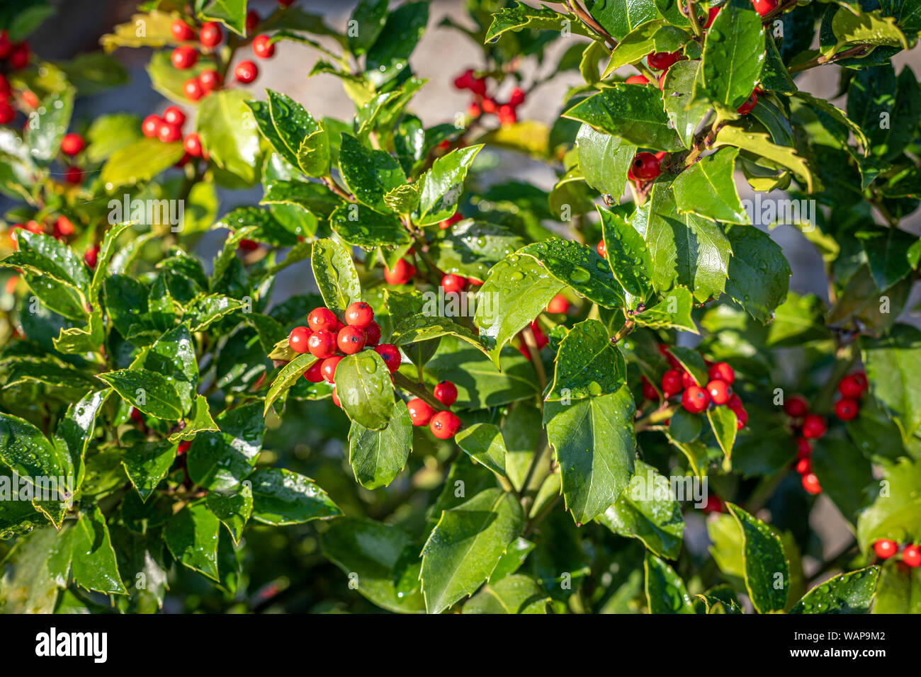 Holly rosso con frutti maturi sull'arbusto sorge al sole del mattino e le foglie sono ancora coperte con rugiada di mattina Foto Stock