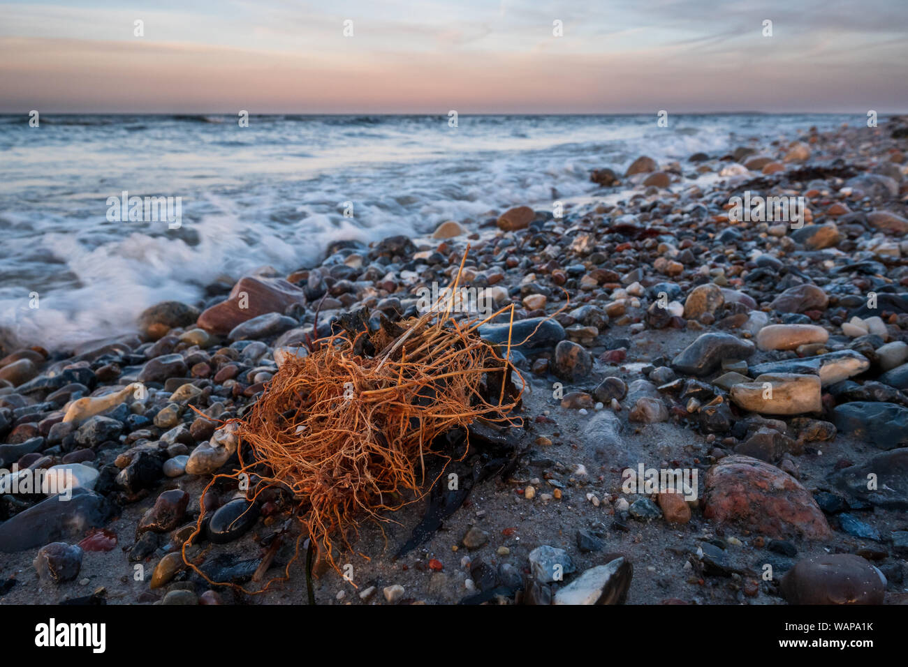 Driftwood su una spiaggia sassosa del mar Baltico al tramonto con onde dinamiche in background, Schleswig-Holstein Foto Stock