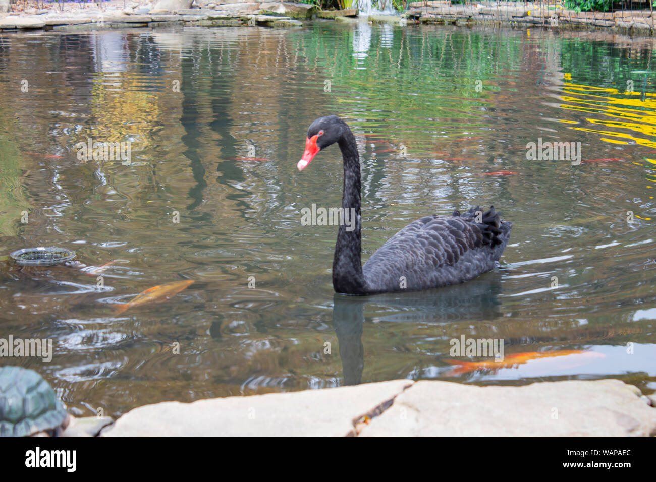 Bellissimo cigno nero Lago d acqua. Black Swan nello stagno. Foto Stock