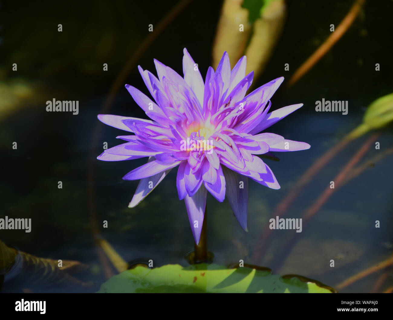 Waterlily isolato su sfondo naturale Foto Stock