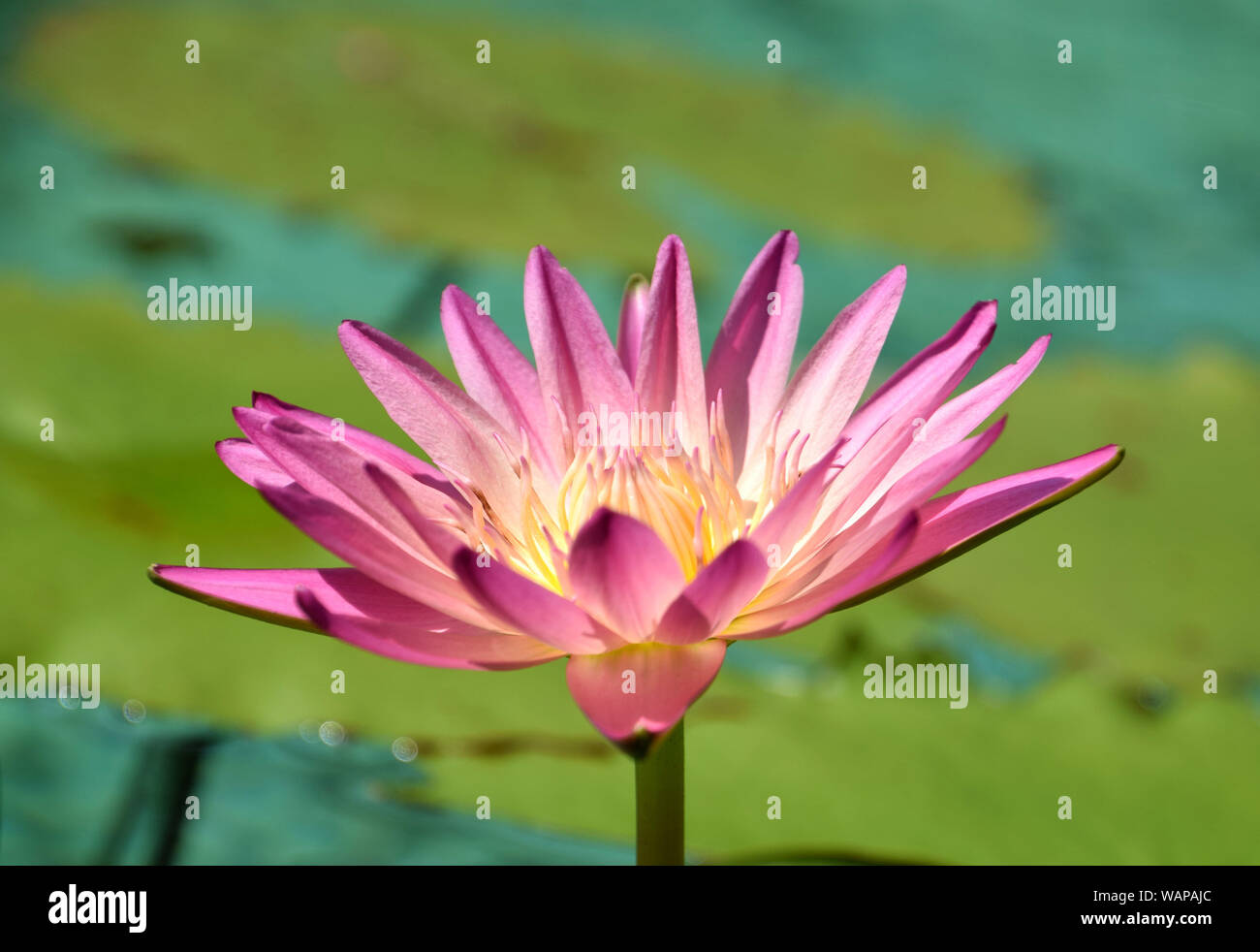 Ninfea rosa nymphaea blooming Foto Stock