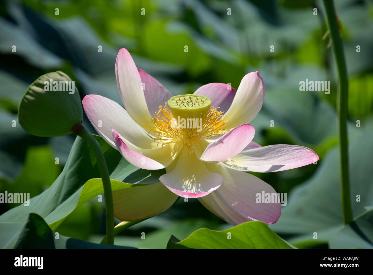 Nelumbo nucifera, Indian lotus bloom close up Foto Stock