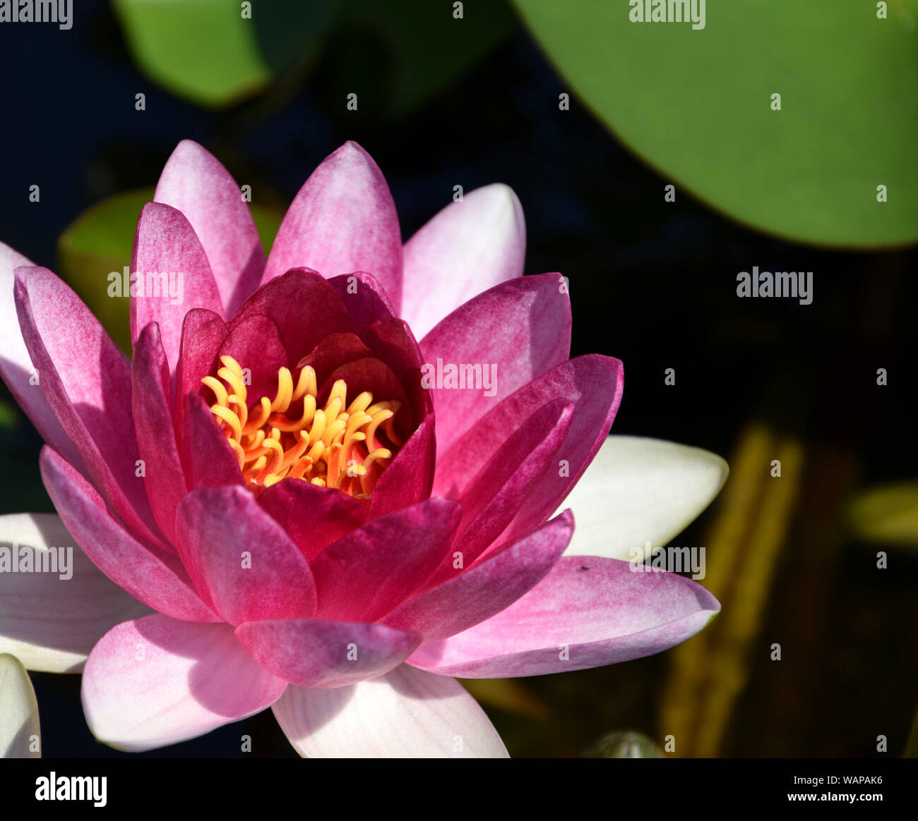 Ninfea Nymphaea 'conquistatore' , rosa e petali di colore bianco Foto Stock
