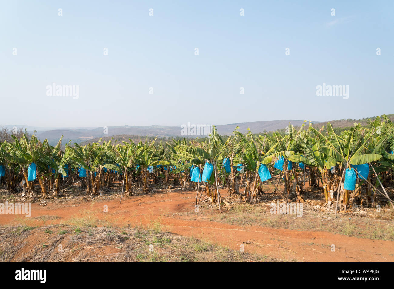 Piantagione di banane con banana mazzetti in blu di sacchetti di plastica per la protezione su alberi o piante in Hazyview, Mpumalanga, Sud Africa Foto Stock