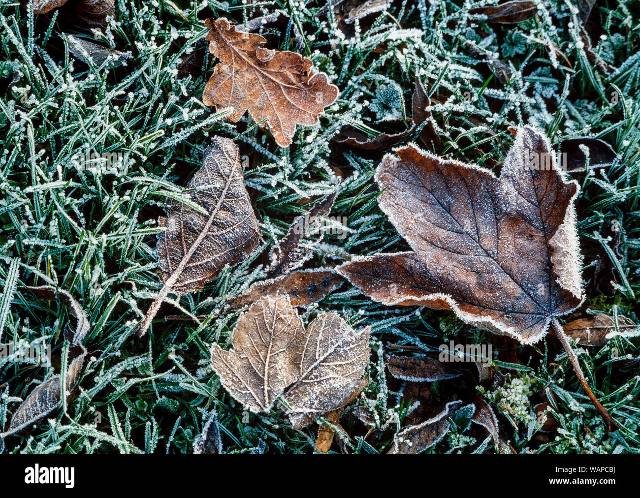 Il pupazzo di neve secca Foglie di autunno Foto Stock