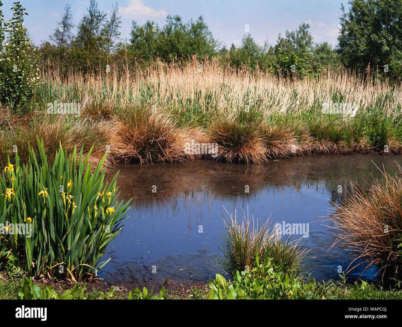 Tranquilla scena di stagno, piante di palude, grande Reedmace, bandiera gialla, Martin Mere, Lancs, Regno Unito Foto Stock