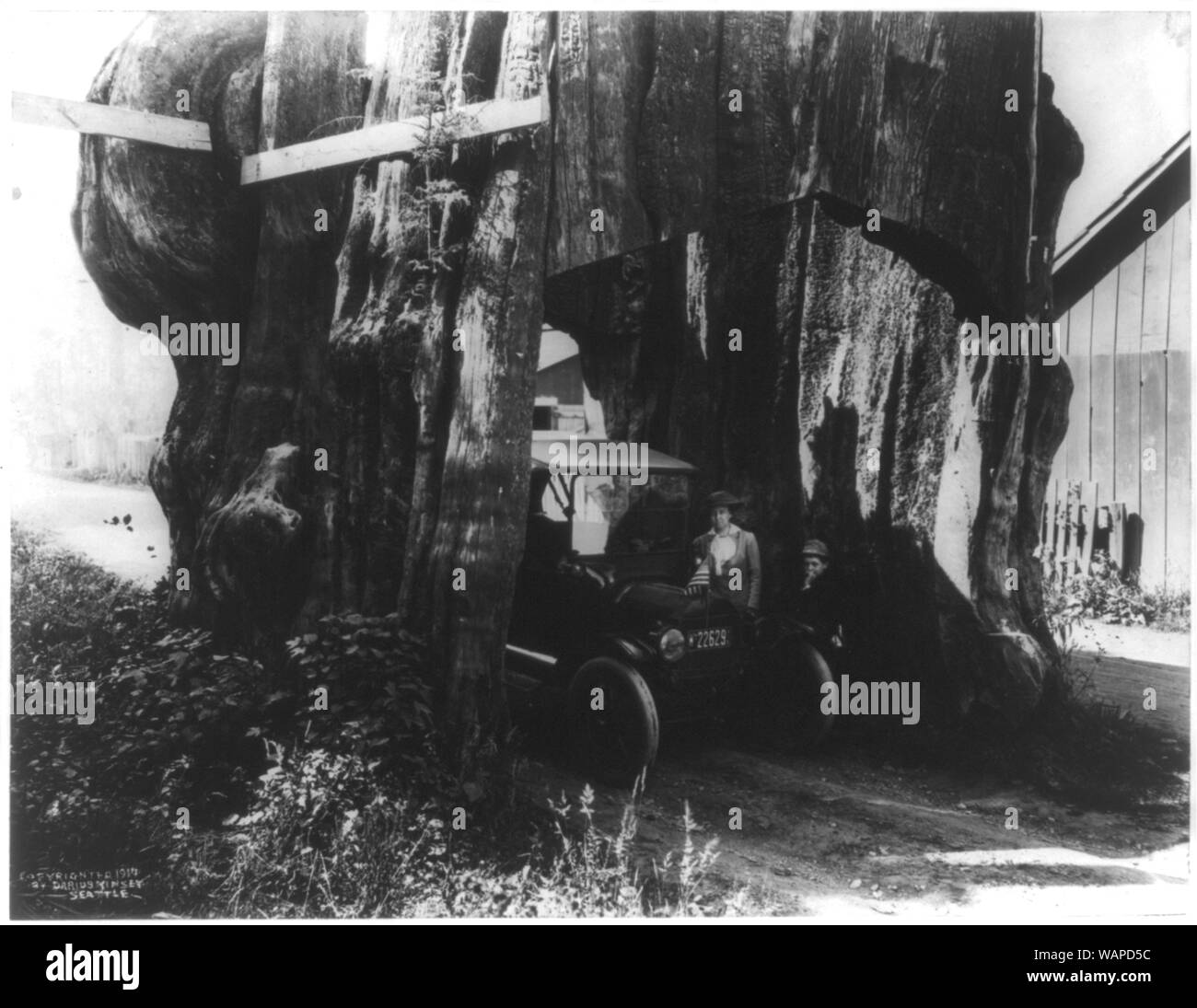 Dario Kinsey, Jr., e sua madre Tabitha Kinsey con il modello-T nel tunnel attraverso un albero di grandi dimensioni Foto Stock
