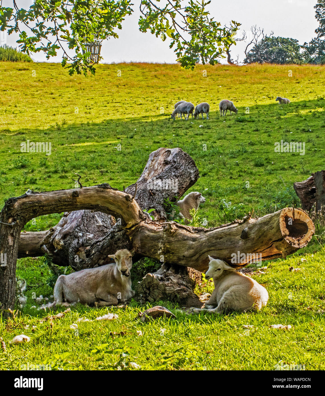 Pecore a Chirk Castle Foto Stock