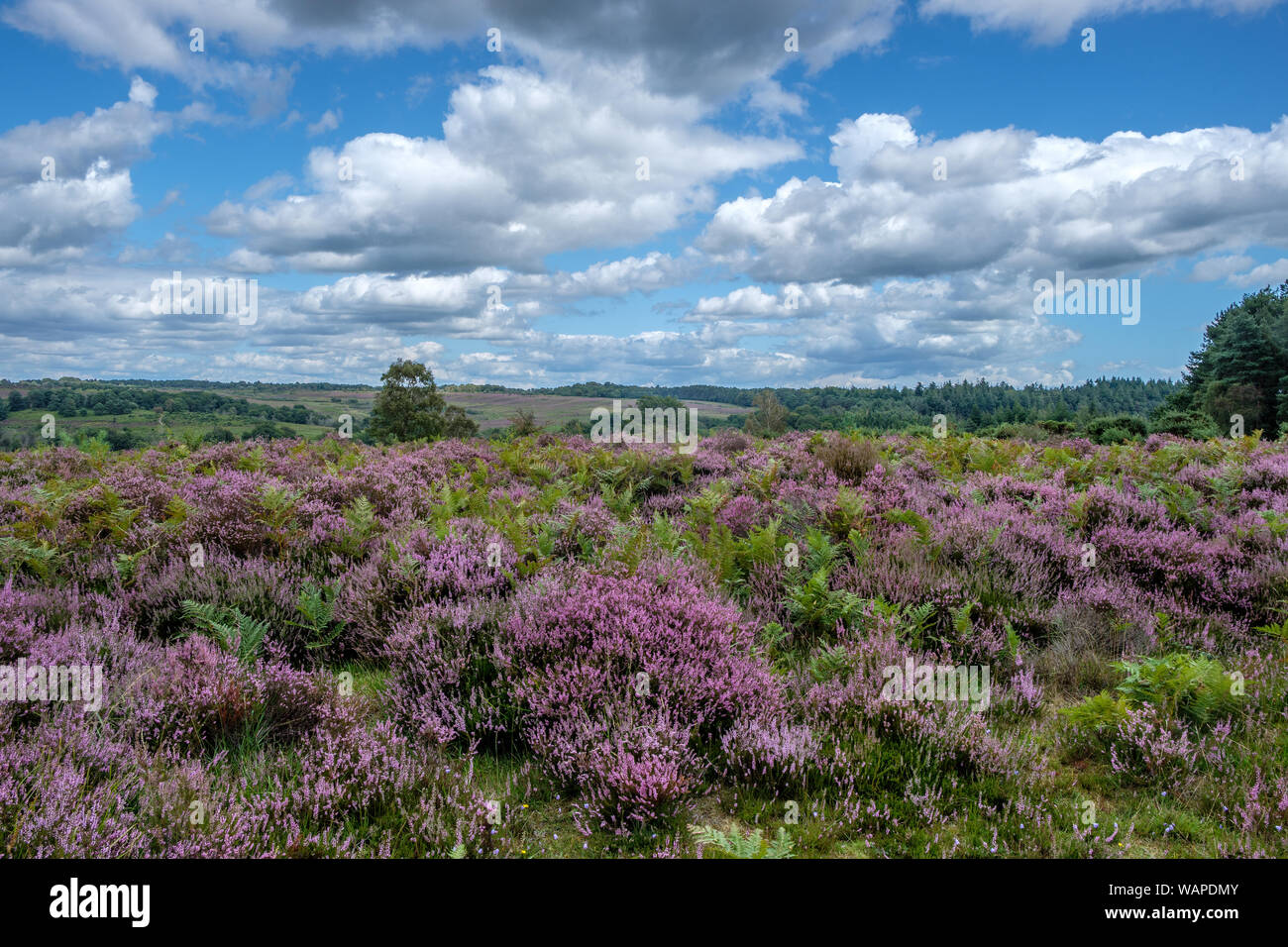Mogshade Hill in estate con Erica e Fairweather Cloud la Nuova Foresta Hampshire Inghilterra Foto Stock