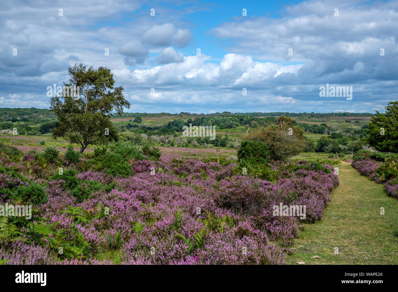 Mogshade Hill in estate con Erica e Fairweather Cloud la Nuova Foresta Hampshire Inghilterra Foto Stock