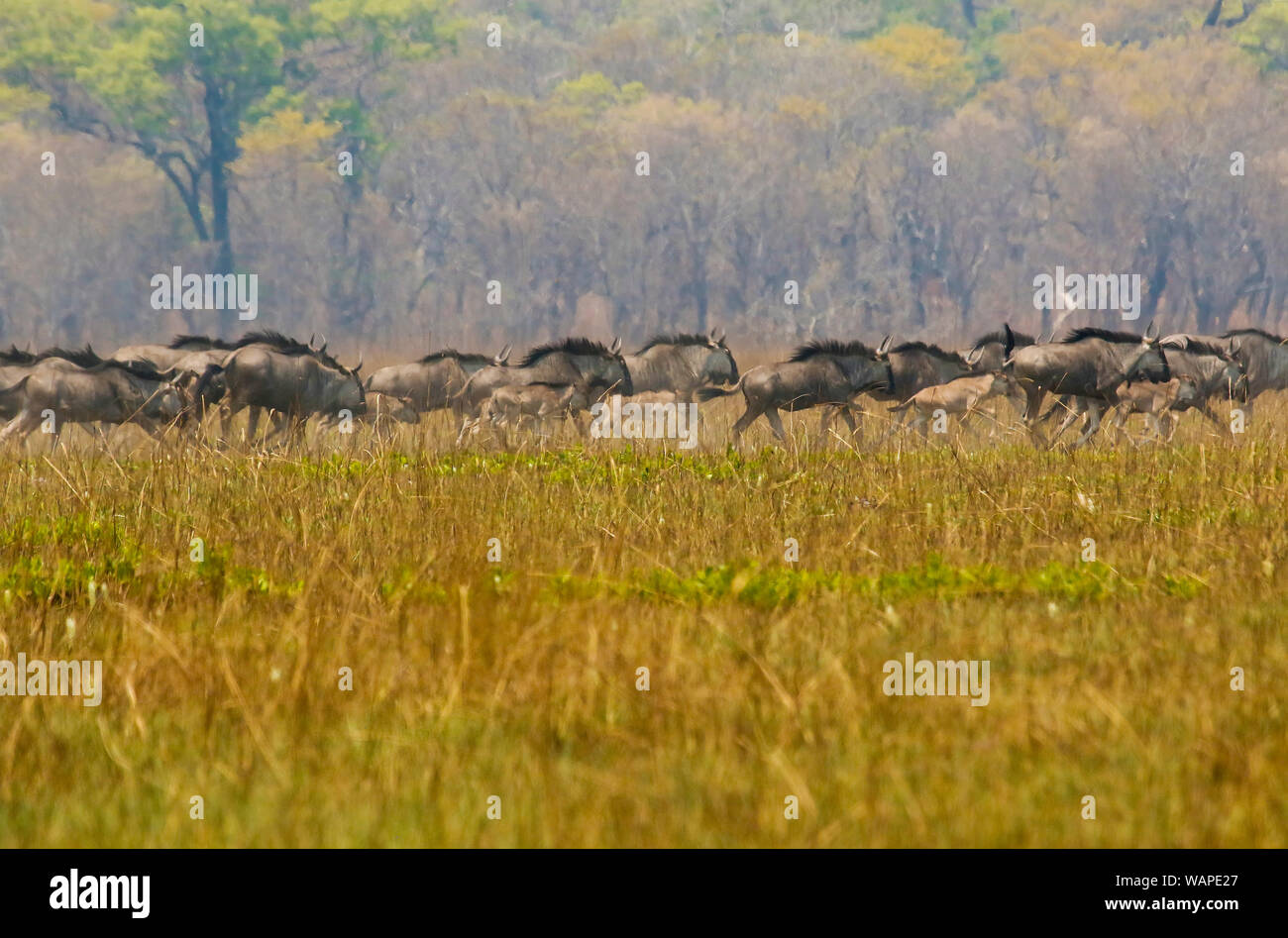 La GNU/Wildebeest di Cookson (Connochaetes gnou cooksonni) (Connochaetes gnou) che gira nelle pianure di Busanga. Parco nazionale di Kafue. Zambia Foto Stock