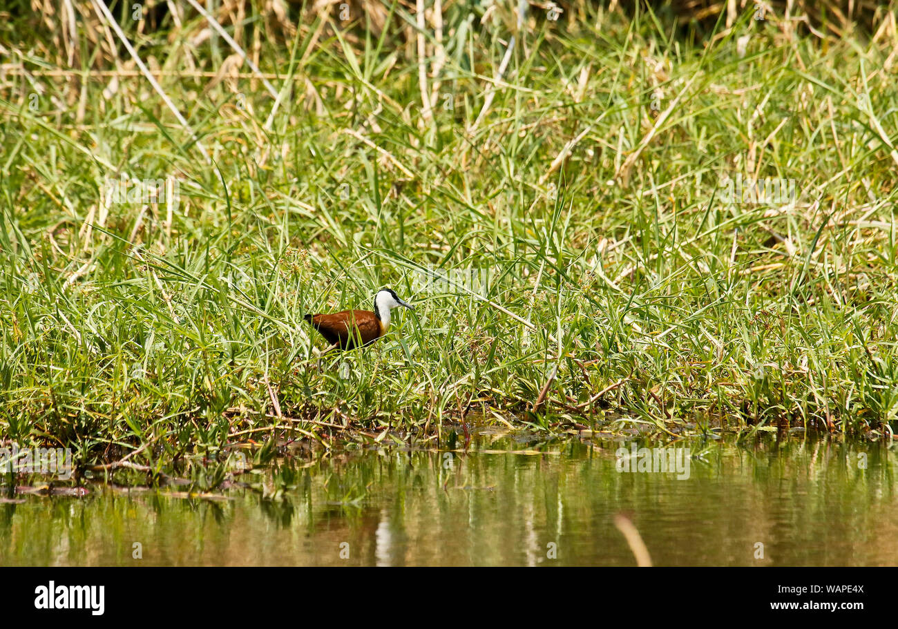 Jacana africana (Actophilornis africanus), il Parco Nazionale di Kafue. Zambia Foto Stock