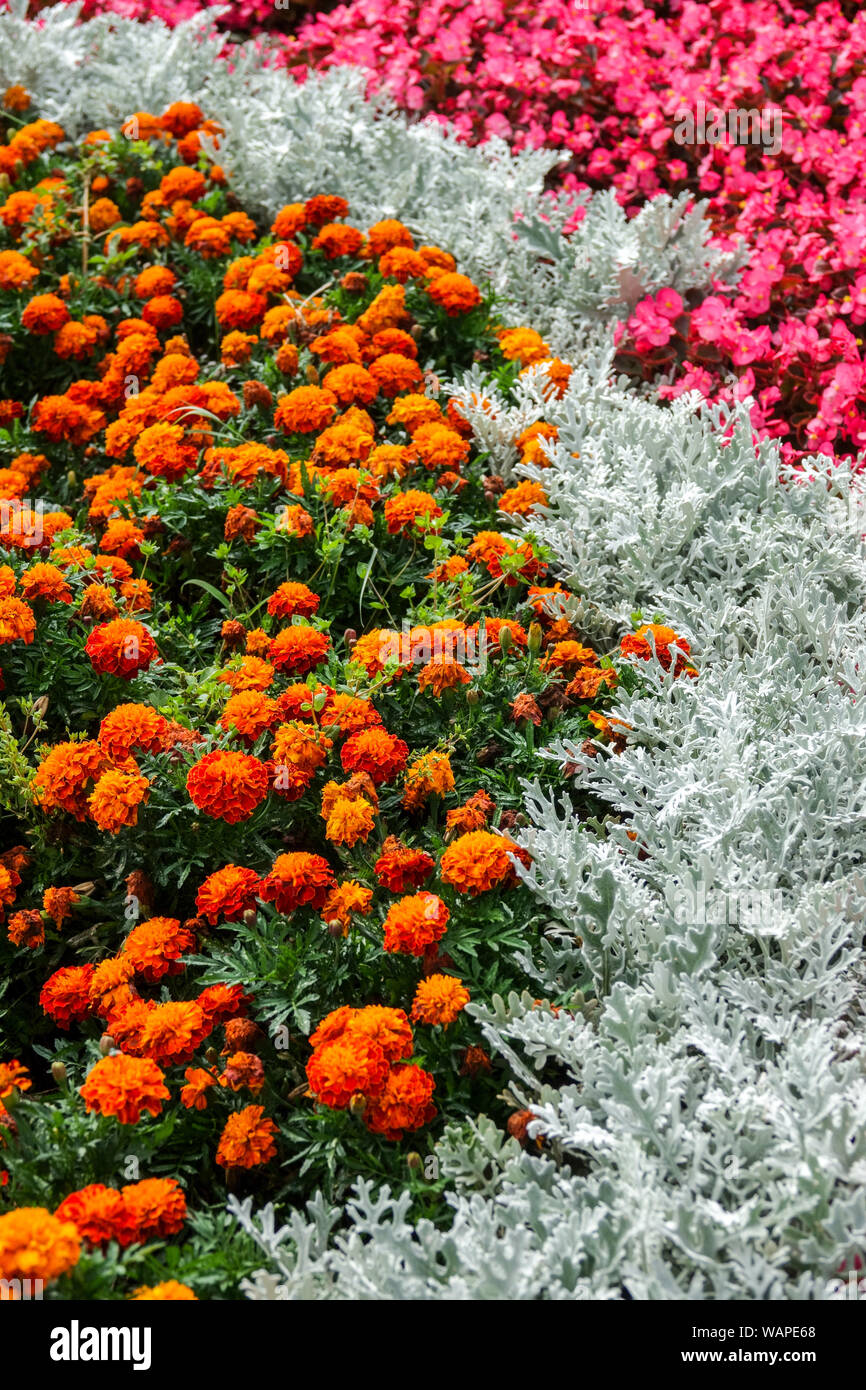 Tagetes marigolds, cera begonia, polvere Miller Artemisia stelleriana 'Brocade d'Argento', piante di contrasto in aiuole, piante da letto Foto Stock