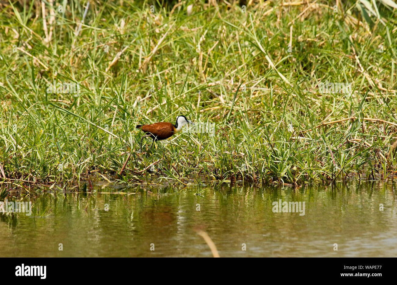 Jacana africana (Actophilornis africanus), il Parco Nazionale di Kafue. Zambia Foto Stock