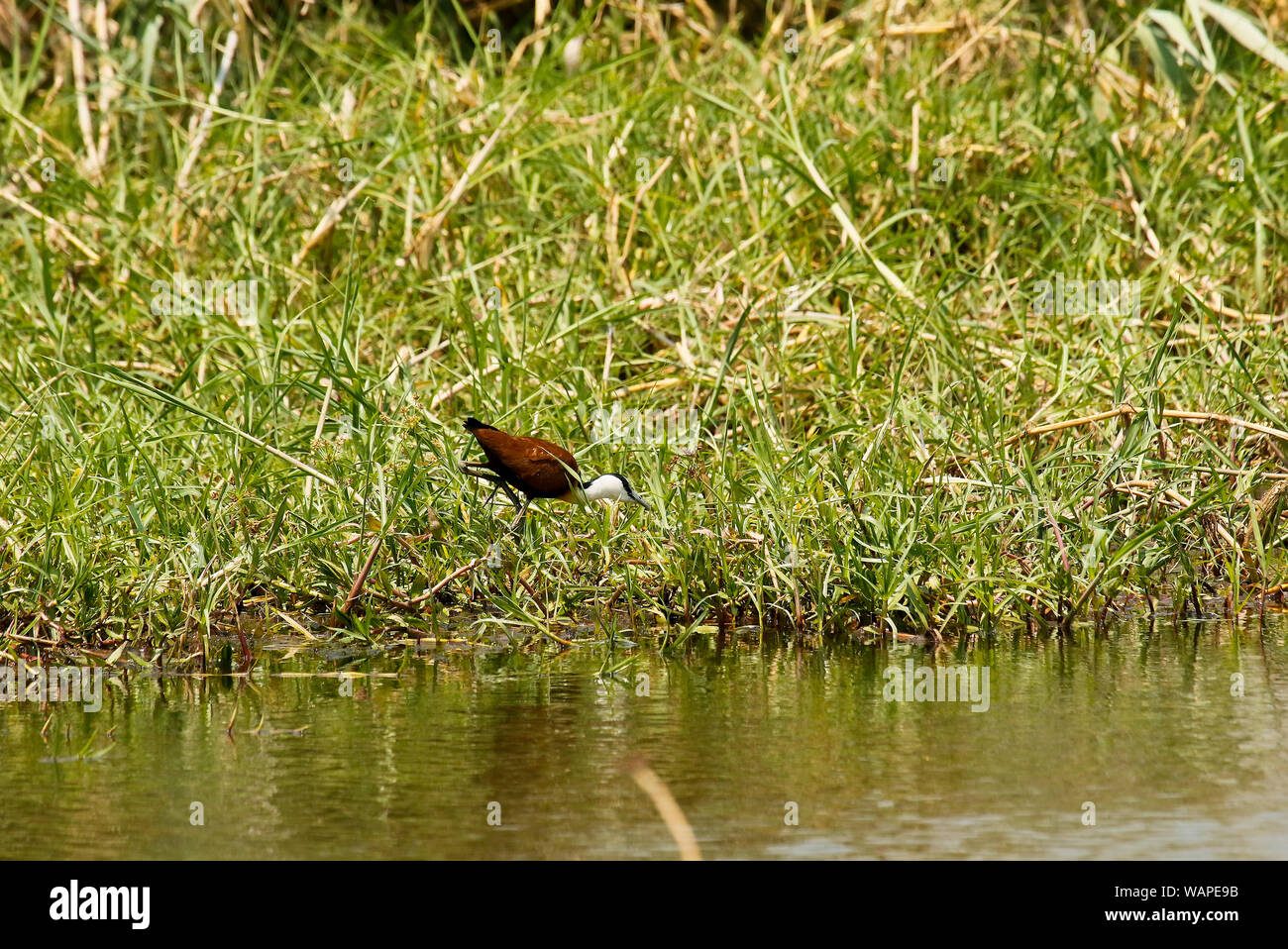 Jacana africana (Actophilornis africanus), il Parco Nazionale di Kafue. Zambia Foto Stock