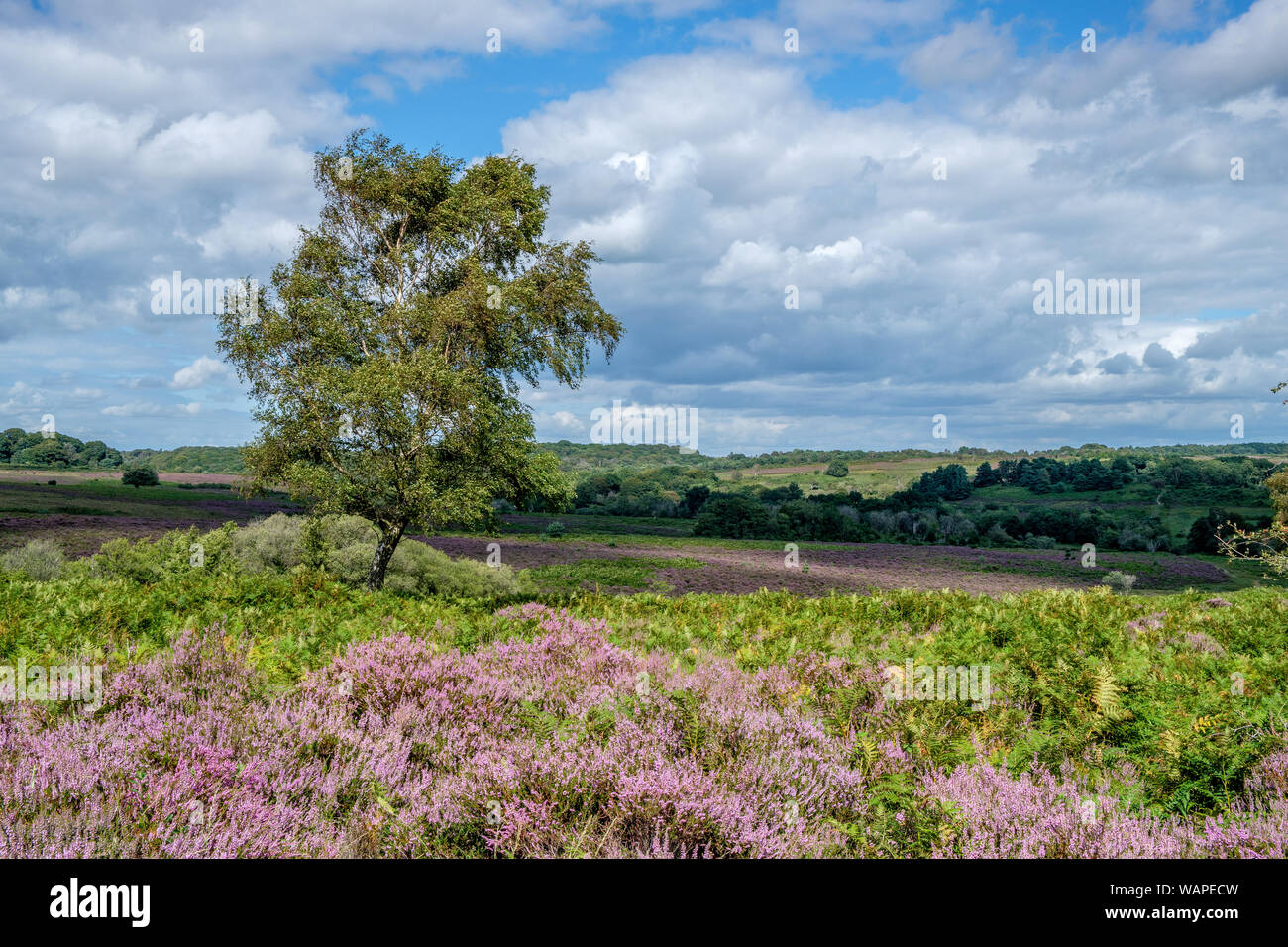 Mogshade Hill in estate con Erica e Fairweather Cloud la Nuova Foresta Hampshire Inghilterra Foto Stock