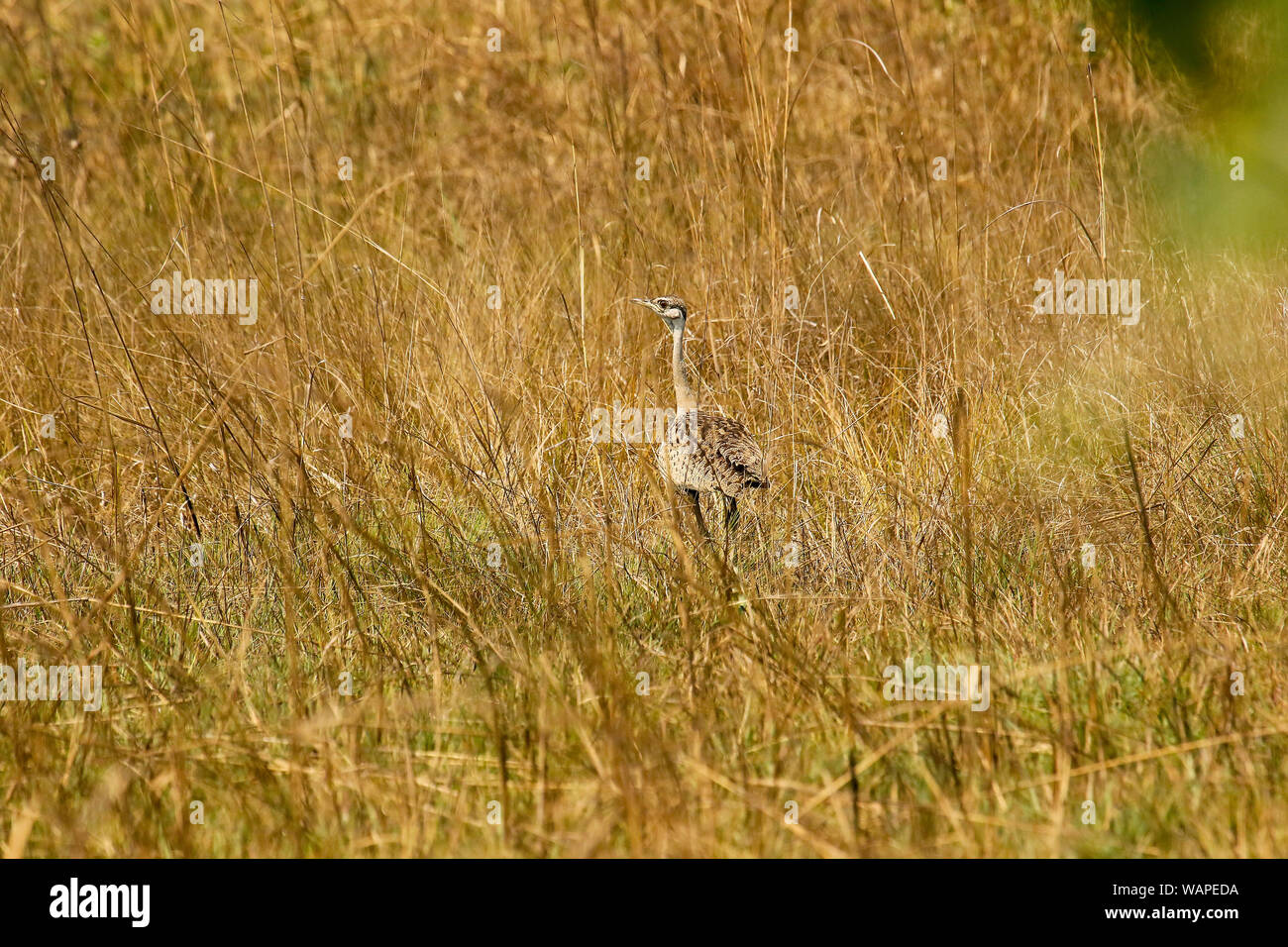 Femmina di rospo bustard, (Eupodotis melanogaster). Busanga Plains. Parco Nazionale di Kafue. Zambia Foto Stock