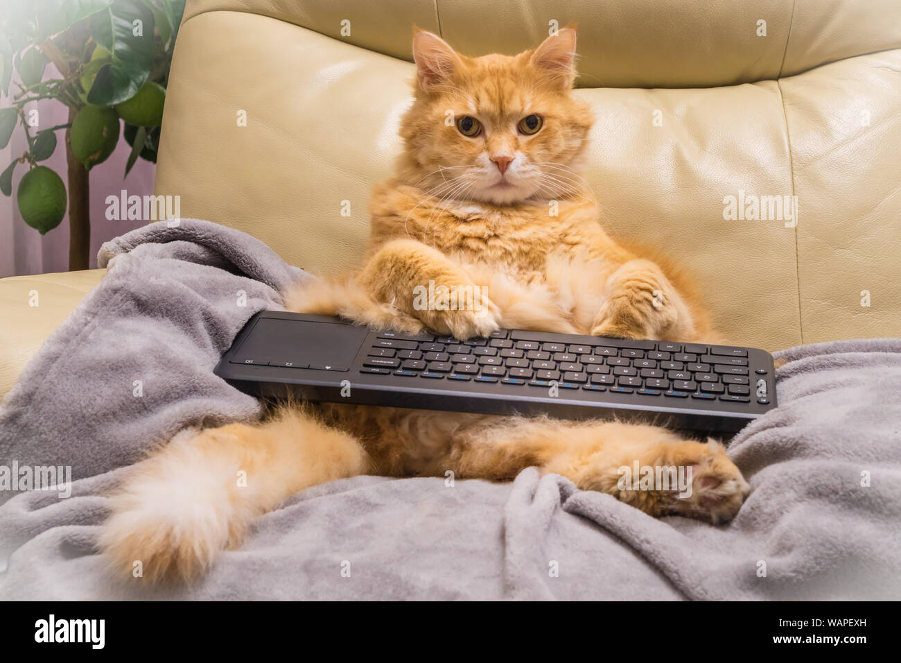 Cat surfing su internet posti a sedere come un uomo e il suo controllo di reti sociali Foto Stock