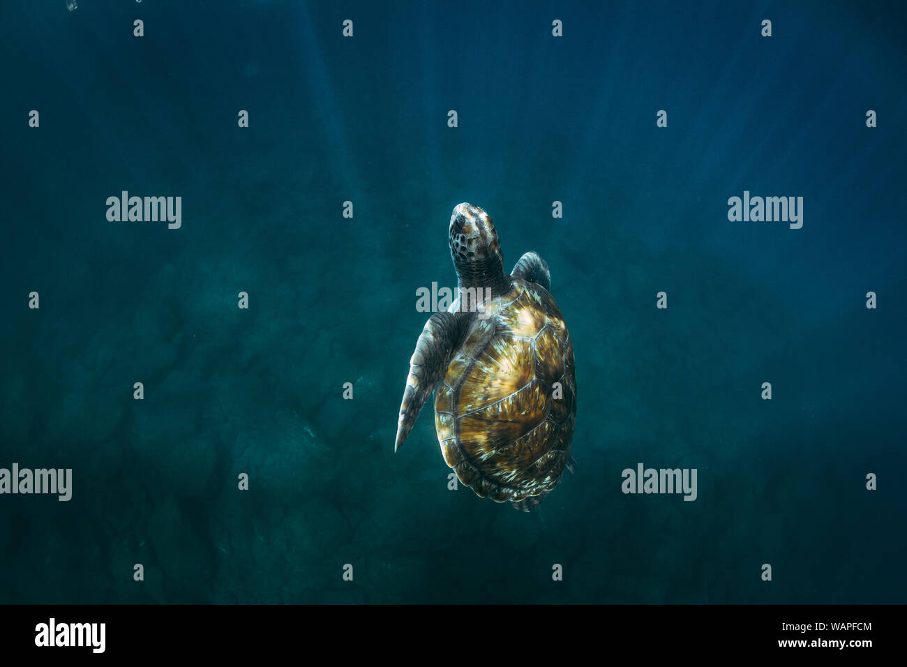 Close-up di tartarughe di mare nuoto sott'acqua Foto Stock