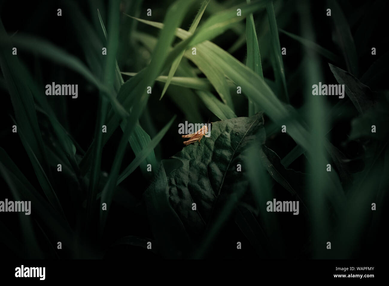 Piccola cavalletta in erba seduto su una foglia Foto Stock