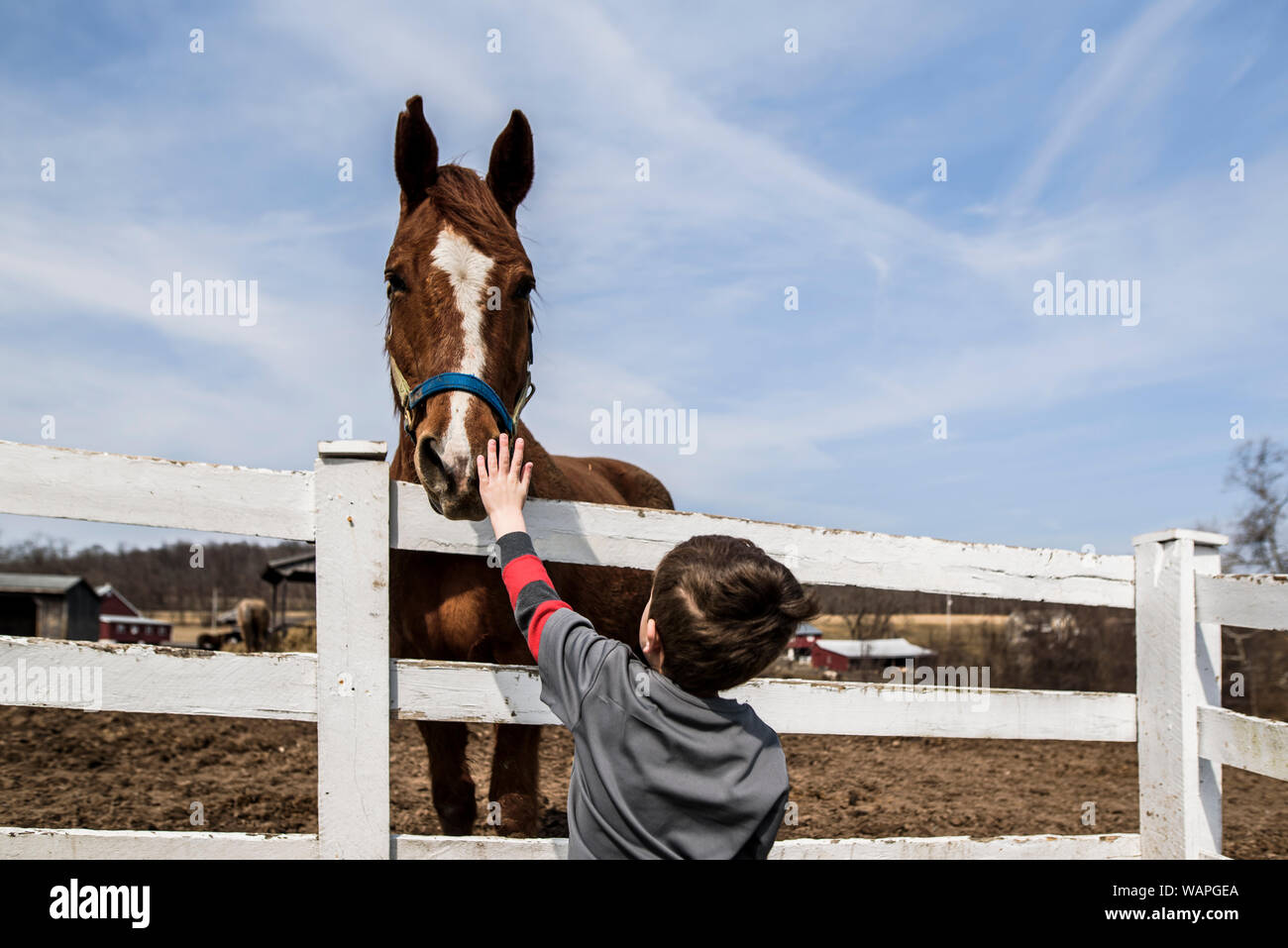 Ragazzo giovane permanente al recinto fino ad arrivare a cavallo di pet del naso Foto Stock