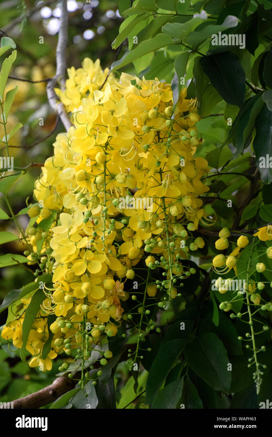 Il giallo di blumi di Cassia fistola, golden shower tree Foto Stock