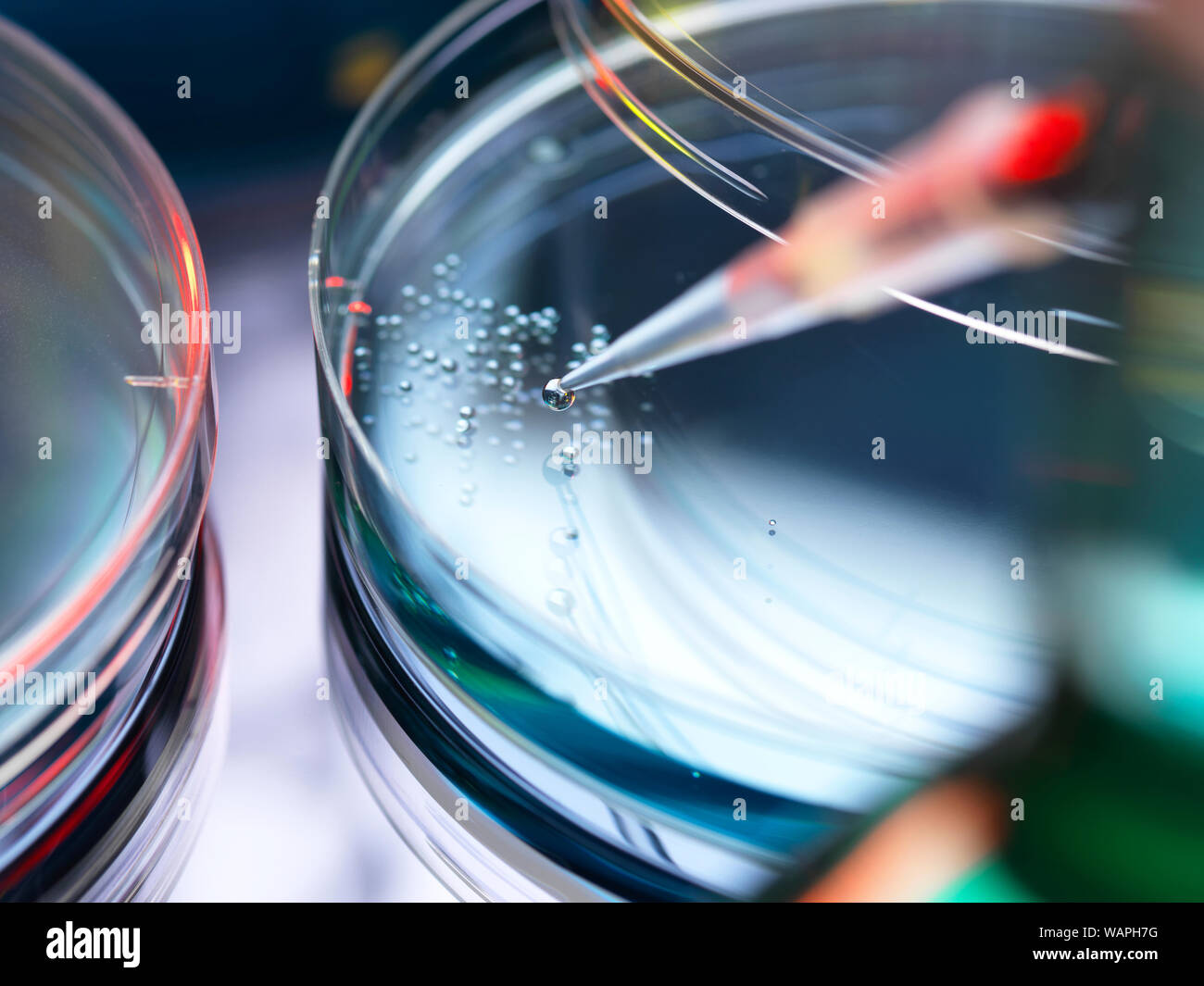 Il pipettaggio di fluido nella capsula petri contenente le cellule staminali per la ricerca medica, proprietà rilasciato 1/13. Foto Stock