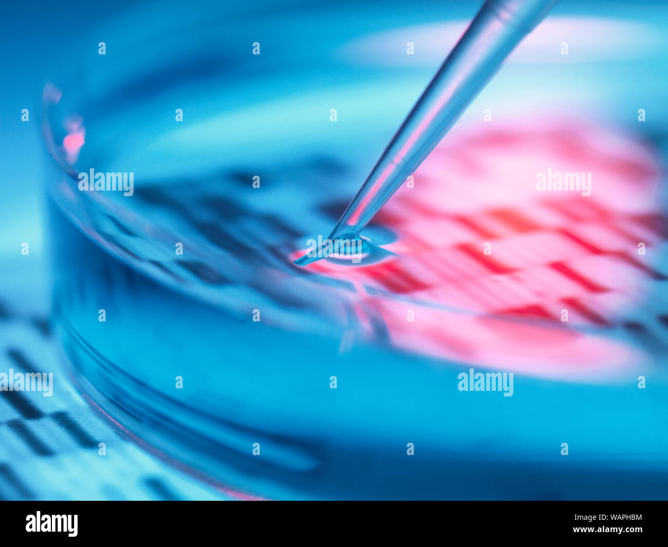 La ricerca genetica, il pipettaggio di campione nella scatola di Petri con DNA risultati. Foto Stock