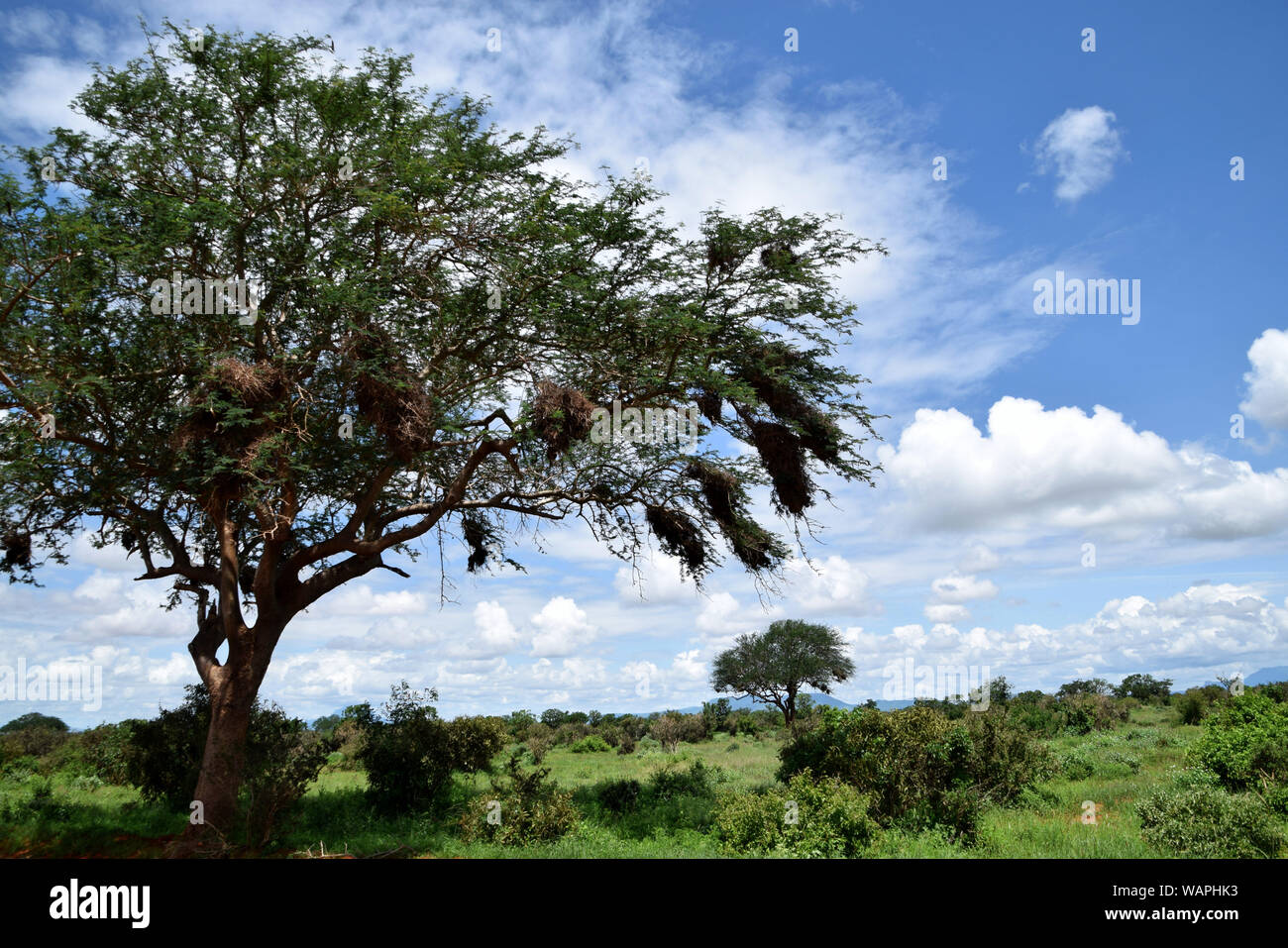 Vachellia tortilis tree e la natura intatta a prateria africana Foto Stock