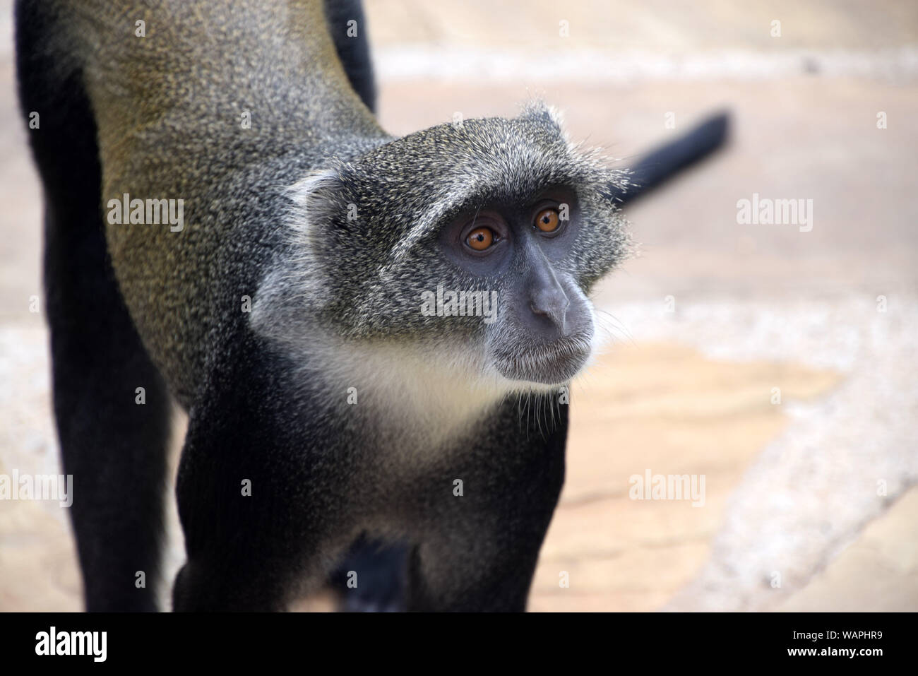 Adulto Vervet monkey, ritratto di graziosi animali Foto Stock