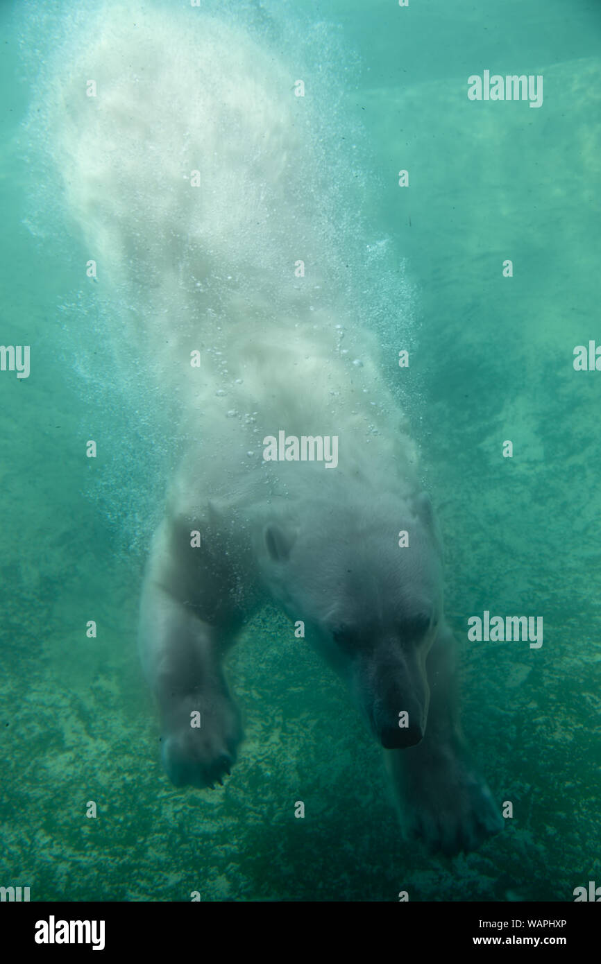 Ute Orso Polare Ursus maritimus subacquea Immersioni Foto Stock