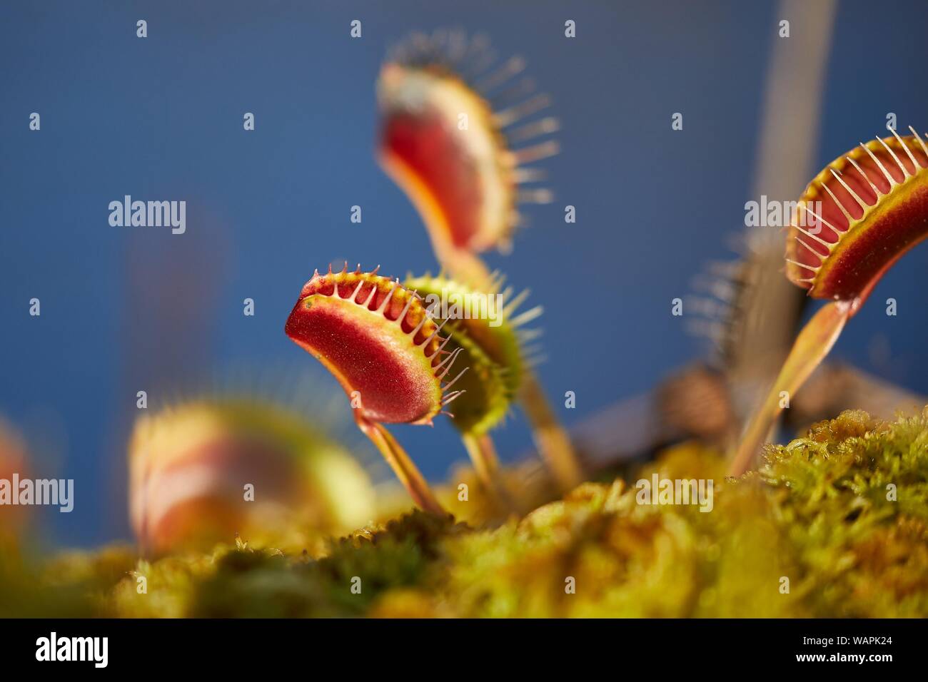 Venus flytrap pianta carnivora Foto Stock
