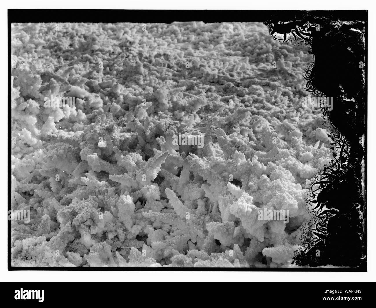 Mar Morto album preparato per la Palestina Potash Ltd Un effetto per la carnallite di foresta pietrificata, suggestivo di intricate sculture di avorio trovati in carnallite stalattiti Foto Stock